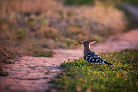 Sunrise summer landscape with bright hoopoe on green grassの写真素材