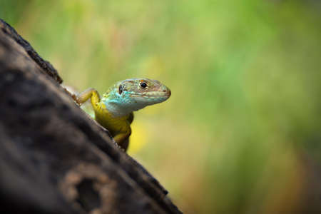 European green lizard with blue and yellow body color on bright grass background