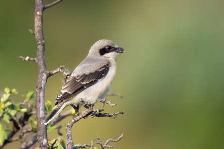 Beautiful great grey shrike (Lanius excubitor) sits on tree twig on nature backgroundの写真素材