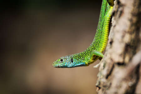 European green lizard with blue and yellow body color on brown backgroundの写真素材