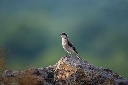 Beautiful Great grey shrike (Lanius excubitor) sits on rocks on nature backgroundの写真素材