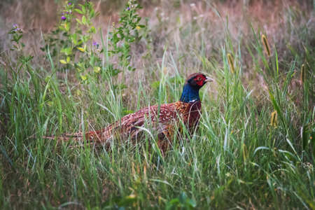 Bright male of Common pheasant with red head, blue neck, brown wings and body on green grass backgroundの写真素材