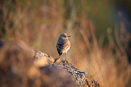 Wildlife photography.Passerine bird of northern wheatear (Oenanthe oenanthe) on grass backgroundの写真素材