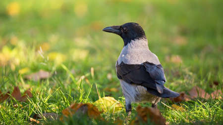 Sunny autumn day with single crow bird in bright green grass and nature background
