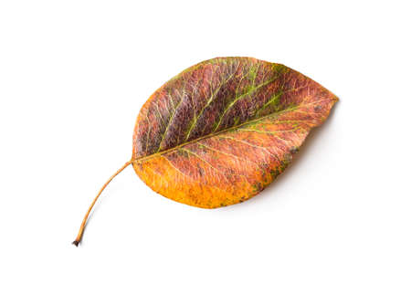 Close-up of beautiful colorful autumn single leaf isolated on white backgroundの写真素材