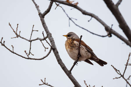 Beautiful bird the Fieldfare (Turdus pilaris) sitting on tree branch on blue sky background