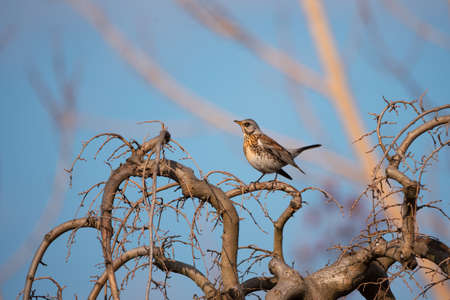 Beautiful bird the Fieldfare (Turdus pilaris) sitting on tree branch on blue sky backgroundの写真素材