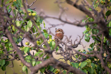 Young single bird red-backed Shrike sitting on tree branch on green leaves backgroundの写真素材