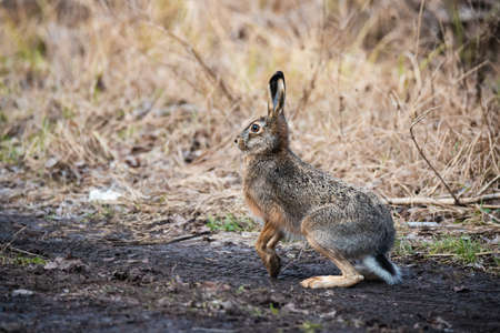 Close-up of a european hare (Lepus) in dry grass in autumn dayの写真素材