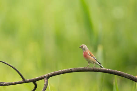 Small bird of common linnet sitting on tree branch on green nature backgroundの写真素材