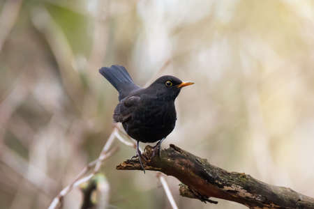 Beautiful bird the black thrush (Turdus infuscatus) sitting on tree branch on nature background
