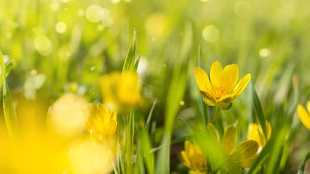 Beautiful blooming spring yellow flowers commonly known as lesser celandine or pilewort on green grass backgroundの写真素材