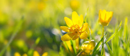 Beautiful blooming spring yellow flowers commonly known as lesser celandine or pilewort on green grass backgroundの写真素材