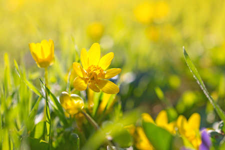 Beautiful blooming spring yellow flowers commonly known as lesser celandine or pilewort on green grass backgroundの写真素材