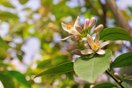 Beautiful garden with flowers on lemon trees with green leaves