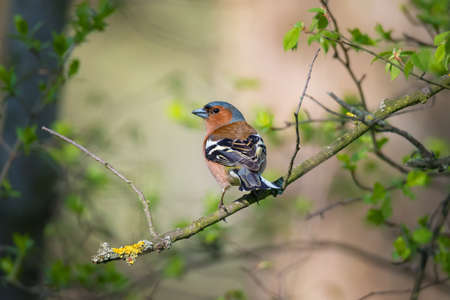 Single common chaffinch bird (Emberiza calandra) sitting on tree branch on green nature background