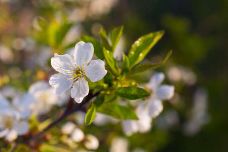 Beautiful blooming cherry tree branch on green leaves backgroundの写真素材