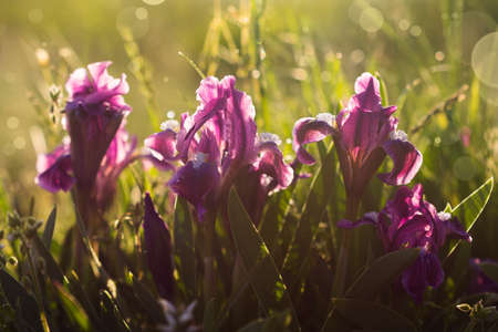 Beautiful blooming spring purple iris flowers on green grass backgroundの写真素材