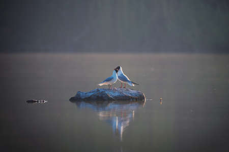 Couple of black-headed gulls sits on grey stone on water backgroundの写真素材
