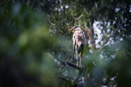 Single grey heron bird (Ardea cinerea) sitting on tree branch on green leaves backgroundの写真素材