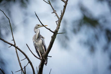 Grey heron bird sitting on tree branch on blue sky backgroundの写真素材