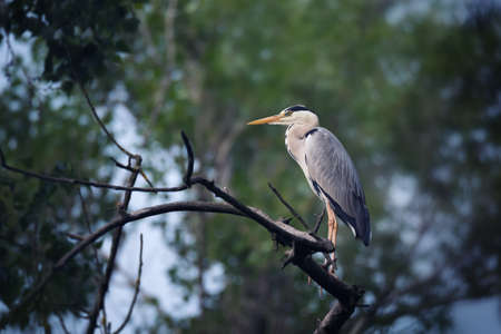 Grey heron bird (Ardea cinerea) sitting on tree branch on green leaves and blue sky backgroundの写真素材