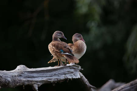Closeup of beautiful Mandarin Ducks (Aix galericulata) sitting on dry tree branch on dark green nature backgroundの写真素材