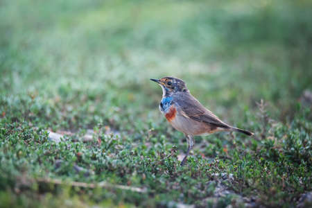 Little bluethroat songbird in summer green grassの写真素材