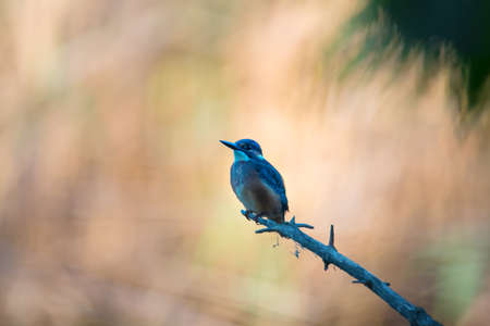 A bright colorful bird of a Common Kingfisher sitting on the tree branch near the river or lake for fishingの写真素材