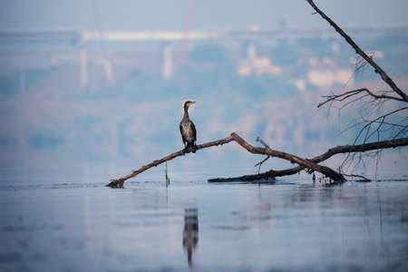 Wildlife morning landscape with river and great black cormorant bird on tree branch on industrial city backgroundの写真素材