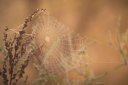 Autumn mood background. Beautiful spider web on the dry grass covered with dewの写真素材