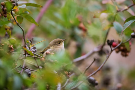 Beautiful bird of Common chiffchaff (Phylloscopus collybita) sitting on autumn bush on nature backgroundの写真素材