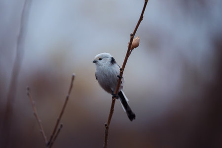 Beautiful and cute bird of long-tailed tit (Aegithalos caudatus) sitting on the branch on autumn nature backgroundの写真素材