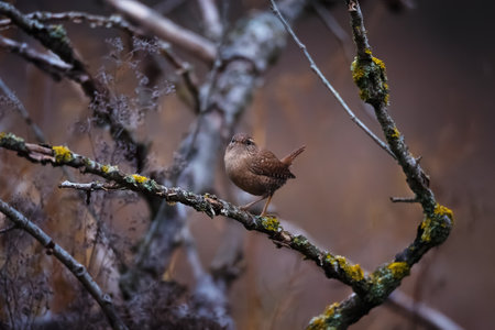 Brown small eurasian wren (Troglodytes troglodytes) sitting on the tree branch on autumn nature backgroundの写真素材