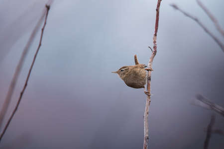Brown small eurasian wren (Troglodytes troglodytes) sitting on the tree branch on nature backgroundの写真素材
