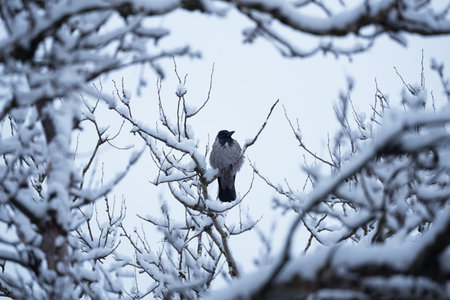 Single black and grey crow sittingl on tree branch with snow on blue winter sky backgroundの写真素材