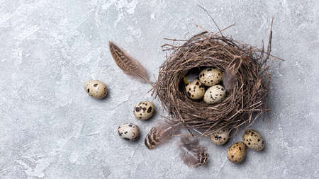 Small quail eggs as symbol of Easter day in bird nest as traditional decoration on grey concrete...