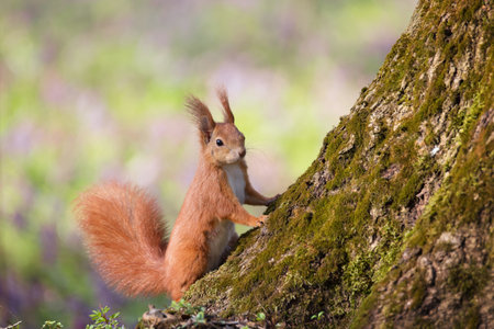 The portrait of a funny red squirrel in the park