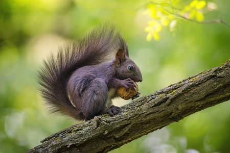 The portrait of a funny black squirrel with walnut on the tree branch in the parkの写真素材