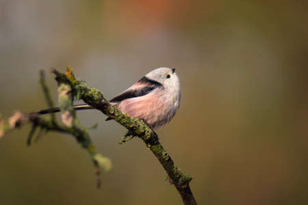 Beautiful and cute bird of long-tailed tit (Aegithalos caudatus) sitting on the branch on autumn nature backgroundの写真素材