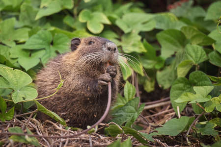 Close-up of rodent nutria or coypu on green leaves background