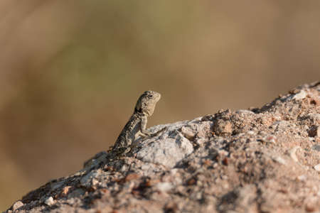 The small agama or laudakia stellio lizard sits on a stone on nature background