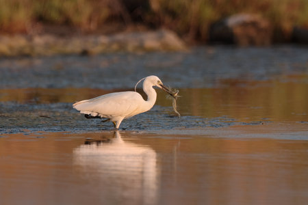 Beautiful white little egret (small heron) bird standing and fishing in the water on nature backgroundの写真素材