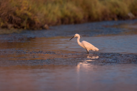 Beautiful white little egret (small heron) bird standing and fishing in the water on nature backgroundの写真素材