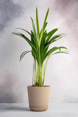 Decorative indoor plant Areca Palm (Dypsis lutescens). Evergreen tropical houseplant in flowerpot.の写真素材