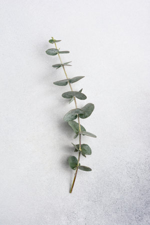 Eucalyptus branch on grey concrete background. Flat lay for design with copy space.の写真素材