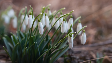 Flowers of snowdrop spring garden. Ð¡ommon snowdrop (Galanthus nivalis) flowers in natural background.の写真素材