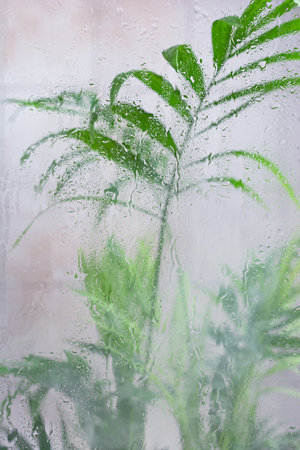 Glass shower cabin, bath, bathroom and green leaves of home plant for spa and relax conceptの写真素材