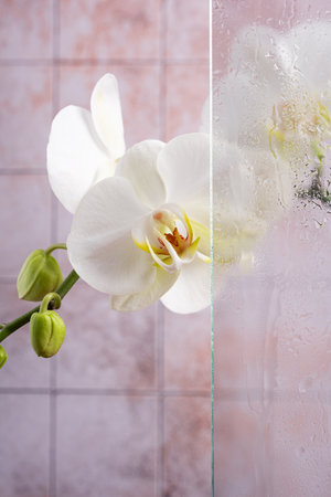 Glass shower cabin, bath, bathroom and white orchid flower for spa and relax conceptの写真素材