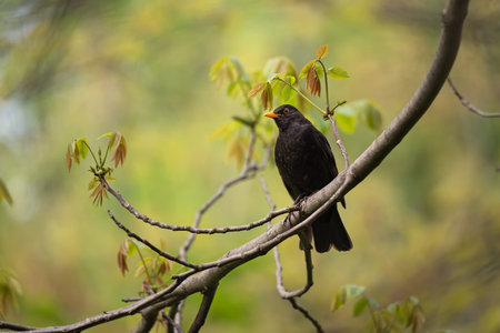 Portrait of a blackbird sitting on tree. Spring in the nature. Common blackbird in the nature environment.の写真素材
